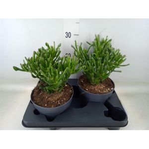 Crassula ovata 'Gollum'