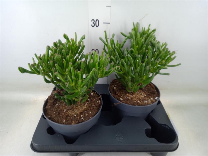 <h4>Crassula ovata 'Gollum'</h4>