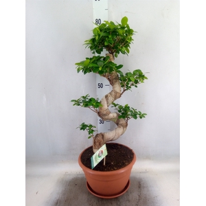 Ficus microcarpa 'Ginseng'