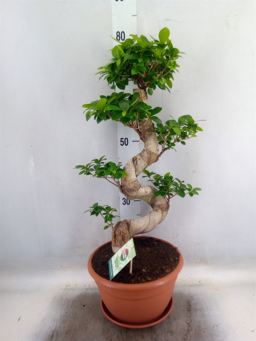 <h4>Ficus microcarpa 'Ginseng'</h4>
