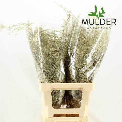 <h4>Asp Extra Klb Platinum</h4>