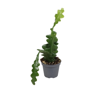 EPIPHYLLUM OV