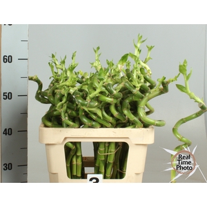 DRAC LUCKY BAMBOO