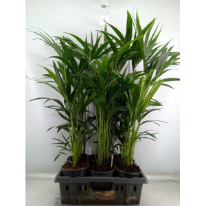 Howea forsteriana