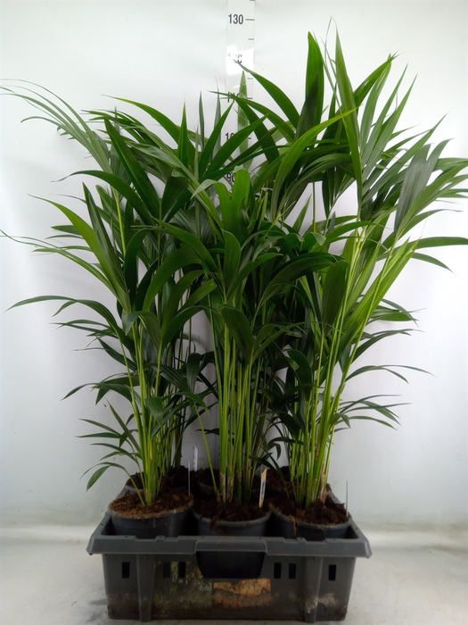 <h4>Howea forsteriana</h4>
