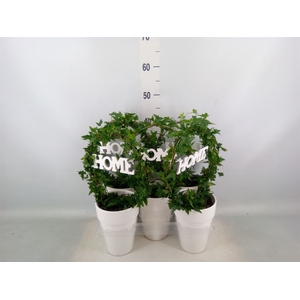 Hedera   ...green leafed