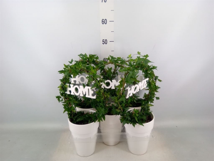 <h4>Hedera   ...green leafed</h4>
