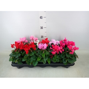 Cyclamen KL 'Verano'