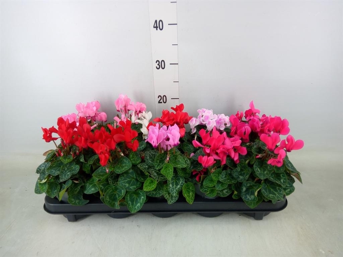 <h4>Cyclamen KL 'Verano'</h4>