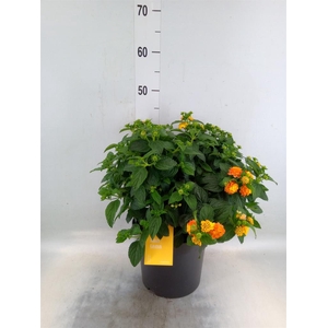 Lantana camara 'Simon Orange'
