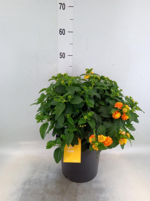 <h4>Lantana camara 'Simon Orange'</h4>