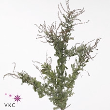 <h4>Acacia Gr B Purpurea Per Stem</h4>