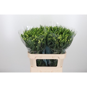 Alstroemeria White Pearls 90 Gram