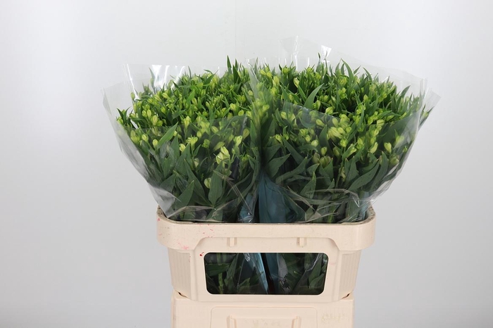 <h4>Alstroemeria White Pearls 90 Gram</h4>