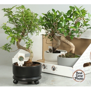 BONSAI GEM