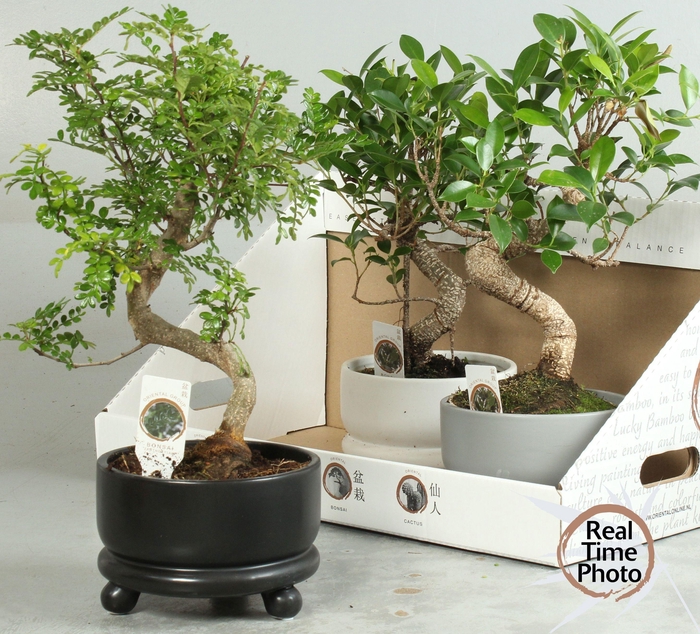 <h4>BONSAI GEM</h4>