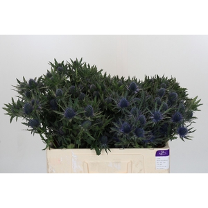 Eryngium Aquarius Questar