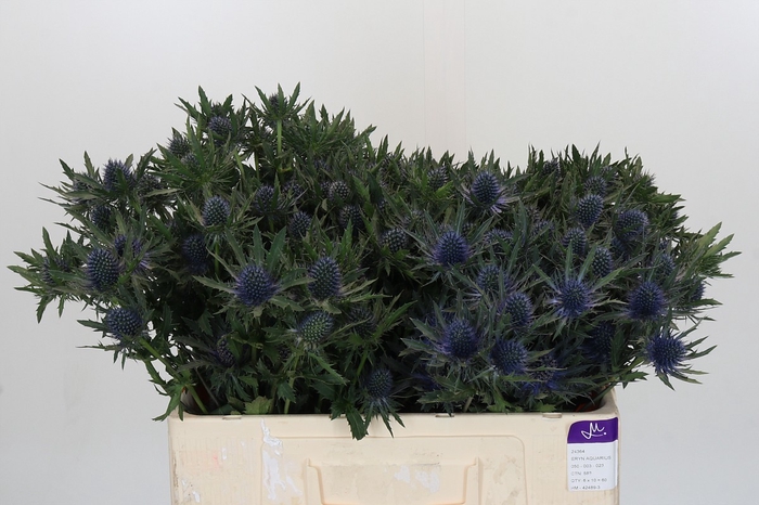 <h4>Eryngium Aquarius Questar</h4>