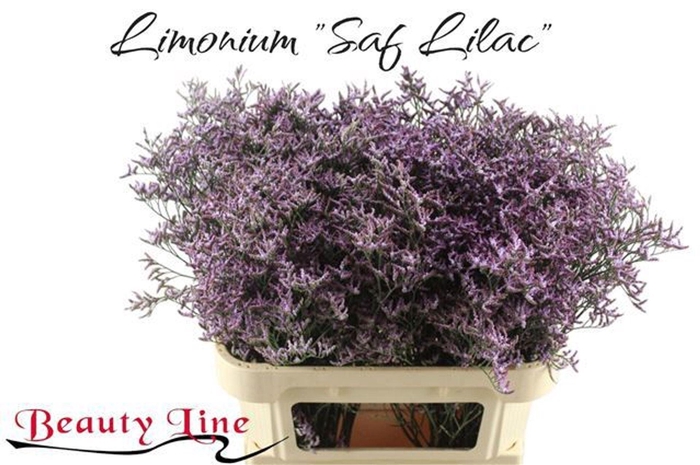 <h4>LIMONIUM  'SAFORA LILAC'</h4>