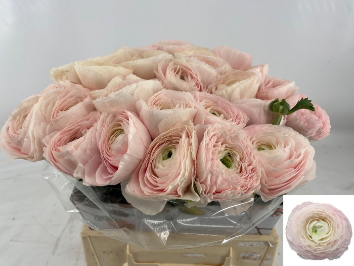 <h4>RAN SU HANOI</h4>