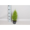 Cupressus goldcrest 'Wilma'
