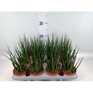 Sansevieria  'Fernwood'