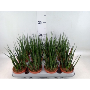 Sansevieria 'Fernwood'