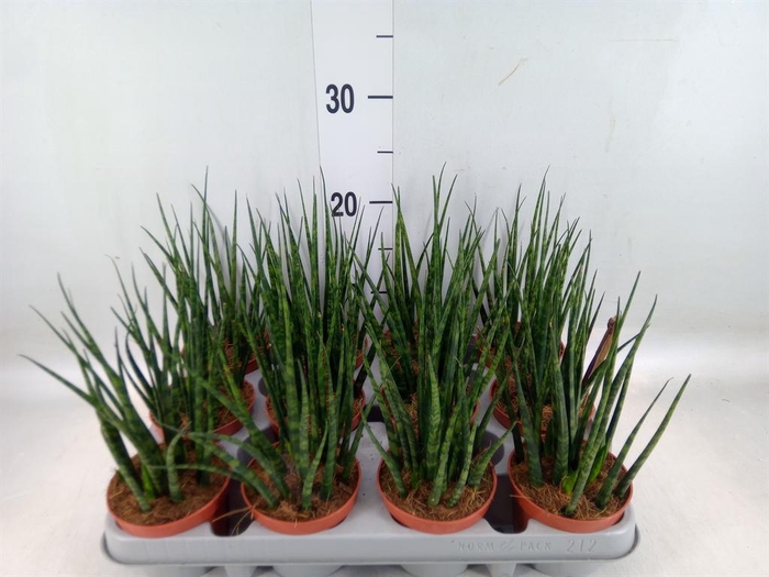 <h4>Sansevieria  'Fernwood'</h4>