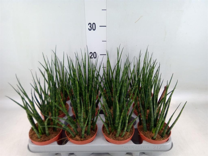 <h4>Sansevieria  'Fernwood'</h4>