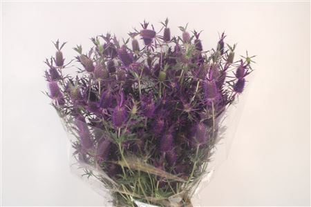 <h4>Eryngium Ov</h4>