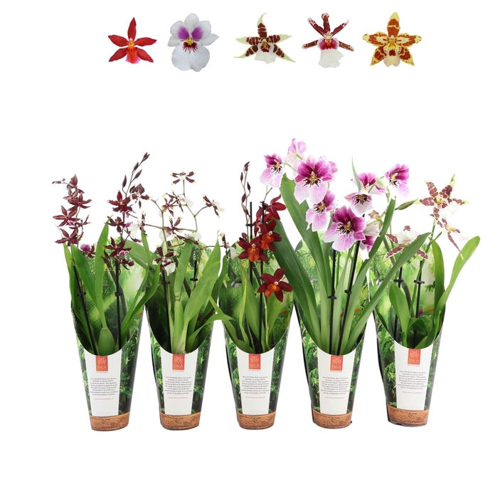<h4>Inca Orchid mix 2 spike 9cm luxury jungle cover</h4>