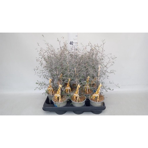 Corokia cotoneaster