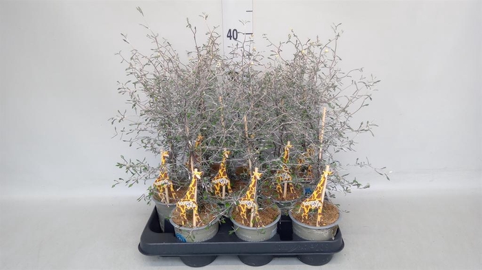 <h4>Corokia cotoneaster</h4>