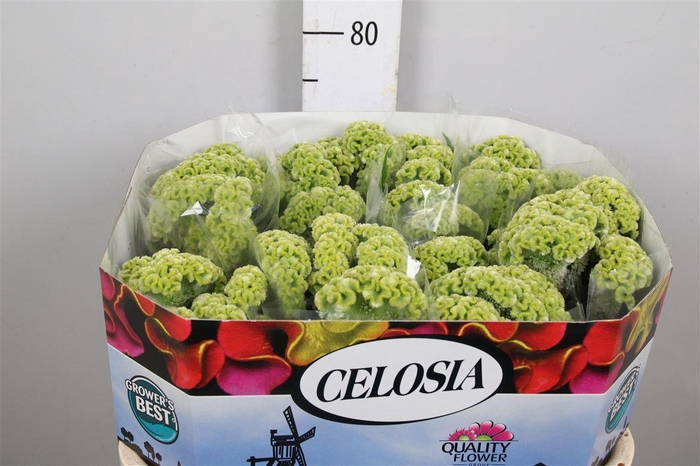 <h4>Cel C Act Verda</h4>