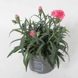 Dianthus Elise p10,5