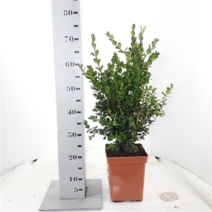 Buxus sempervirens 'Rotundifolia' 40-50cm c5