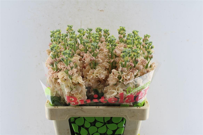 <h4>Matth Iron Apricot</h4>