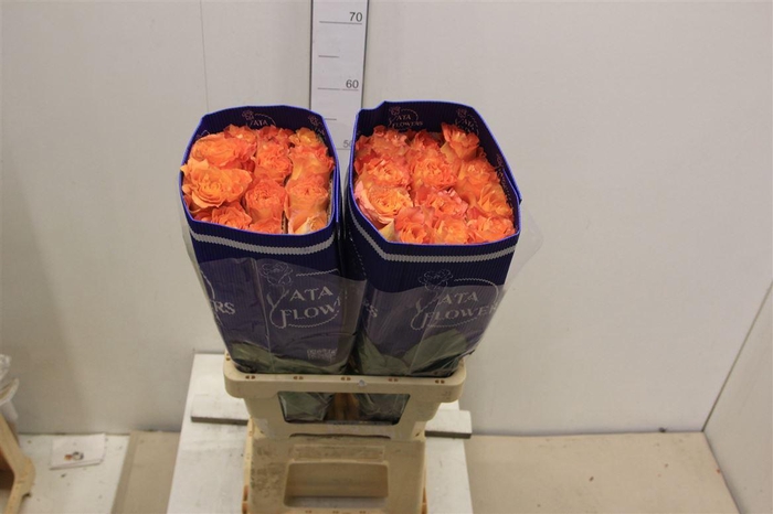 <h4>R Gr Carpe Diem+</h4>