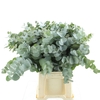 EUCA CINEREA P STEM 55CM SOUTH AFRI