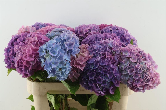 <h4>Hydr M Branched Steiniger 70cm</h4>