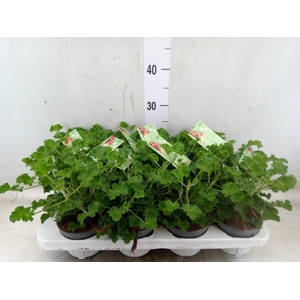Pelargonium   ...mix smelling