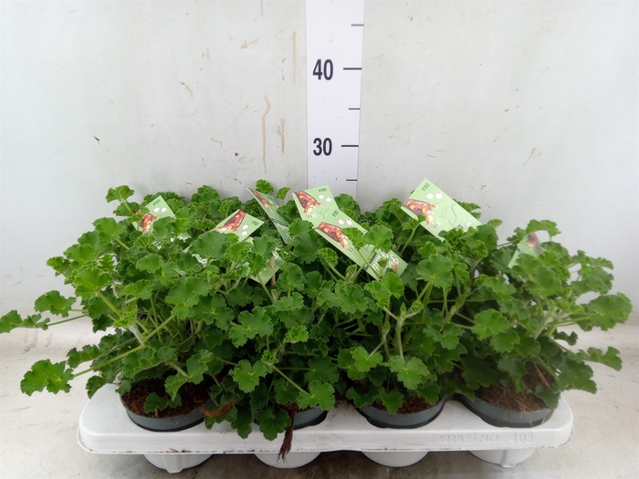 <h4>Pelargonium   ...mix smelling</h4>