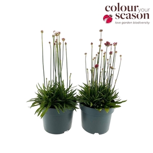 Armeria Ballerina P19