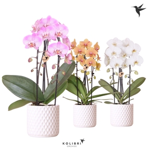 Kolibri Orchids Phalaenopsis Cascade Niagara Fall mix 2 spike in Diamond pot white