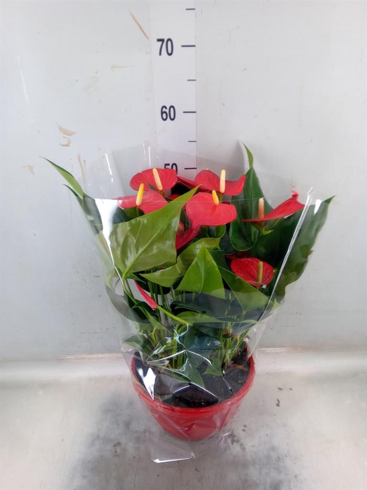 <h4>Anthurium andr. 'Casparo'</h4>
