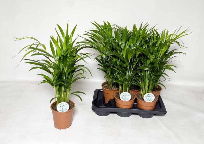 <h4>DYPSIS LUTESCENS</h4>