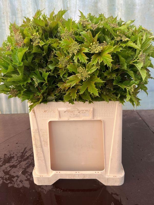 <h4>VIBURNUM OPULUS</h4>