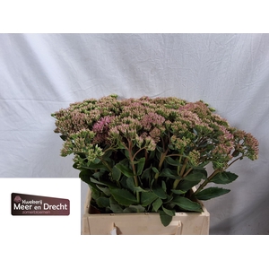 SEDUM SP CARL