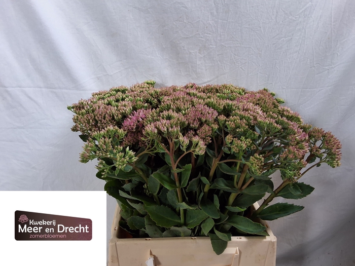 <h4>SEDUM SP CARL</h4>