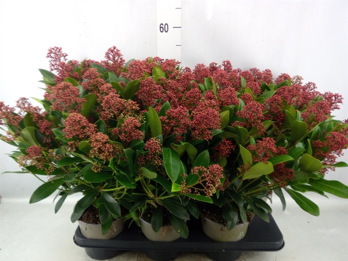 Skimmia jap. 'Rubella'